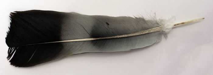 feather-original